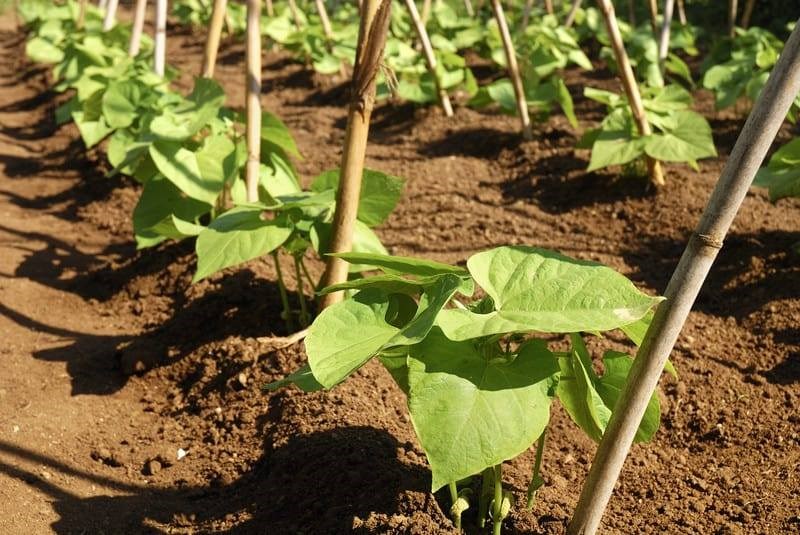 Bean Cultivation