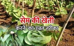earn profit by doing advanced cultivation of beans