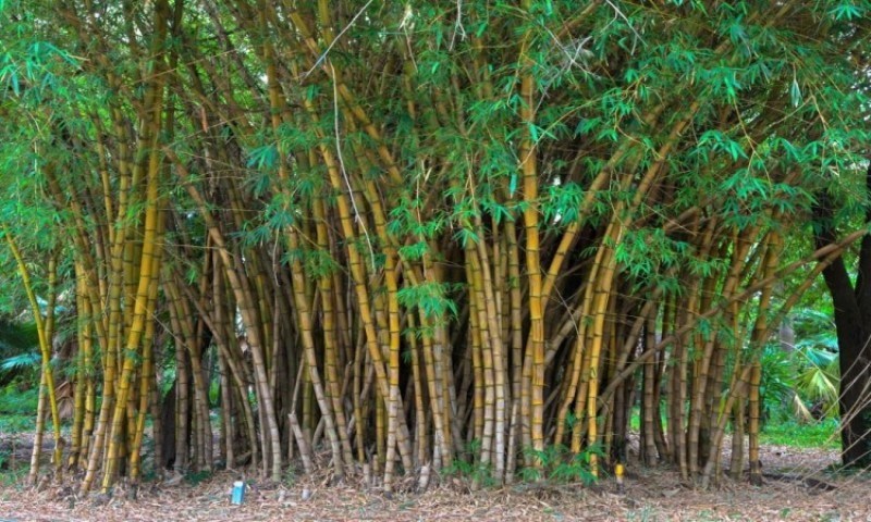 Bamboo