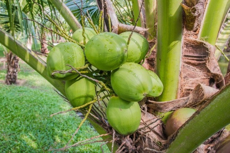 World Coconut Day