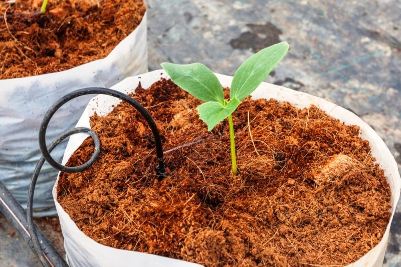 Cocopeat