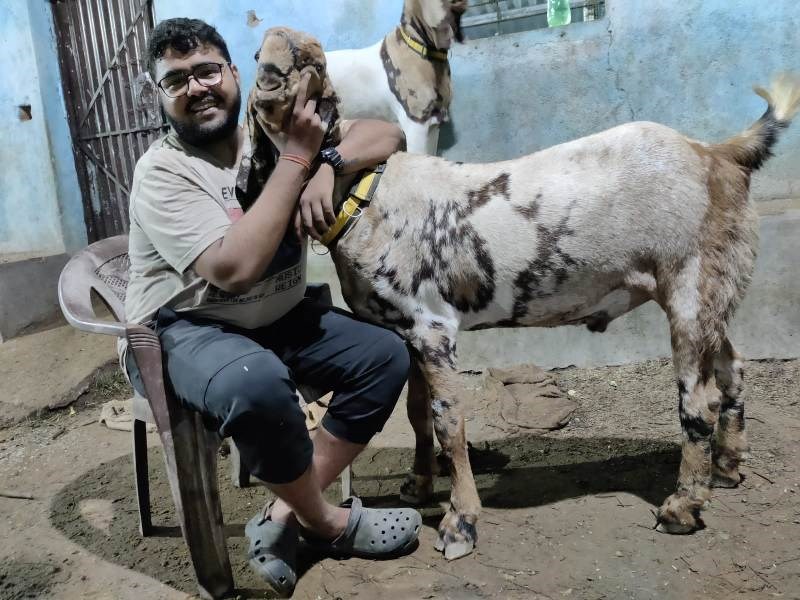 Goat Farming Business