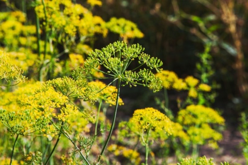 Asafoetida Insecticide Spray