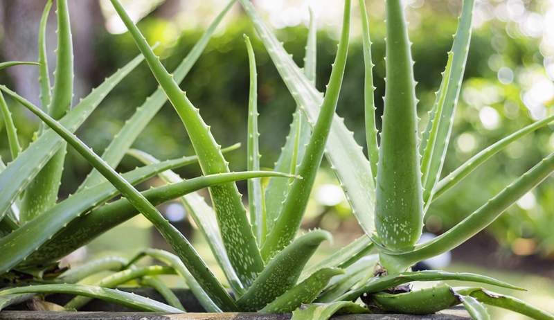 Aloe Vera
