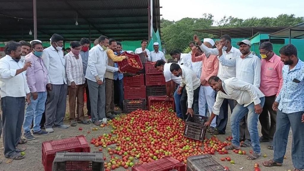 Tomato