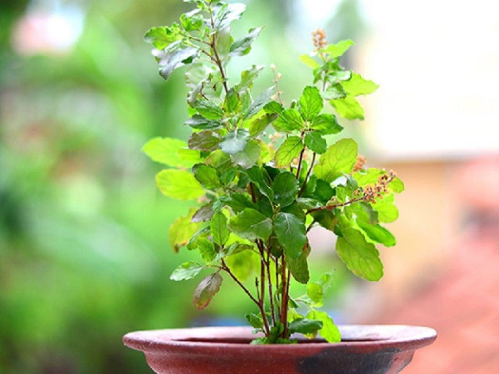 Tulsi Plant