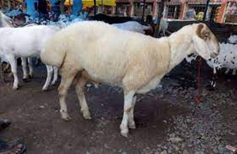 बकरी की दुम्बा नस्ल का पालन कर कमाएं लाखों रुपए, जानें इसकी खासियत - earn  profit by rearing the dumba breed of goat