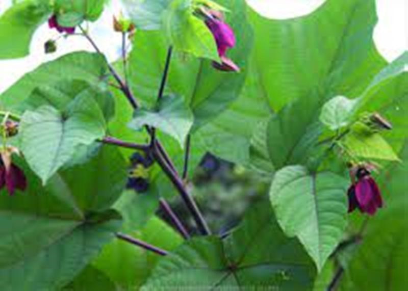 Ultakambal Plant