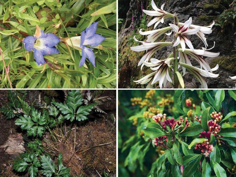 Medicinal Plants In Jharkhand 