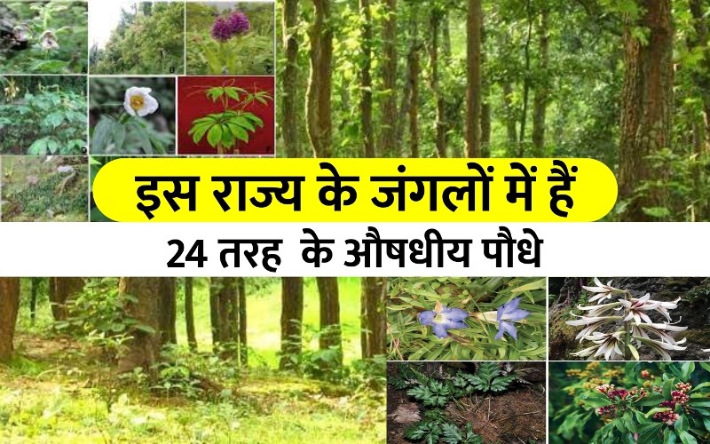 Medicinal Plants In Jharkhand औषधीय पौधों का विशाल भंडार है झारखण्ड के जंगल Many Medicinal