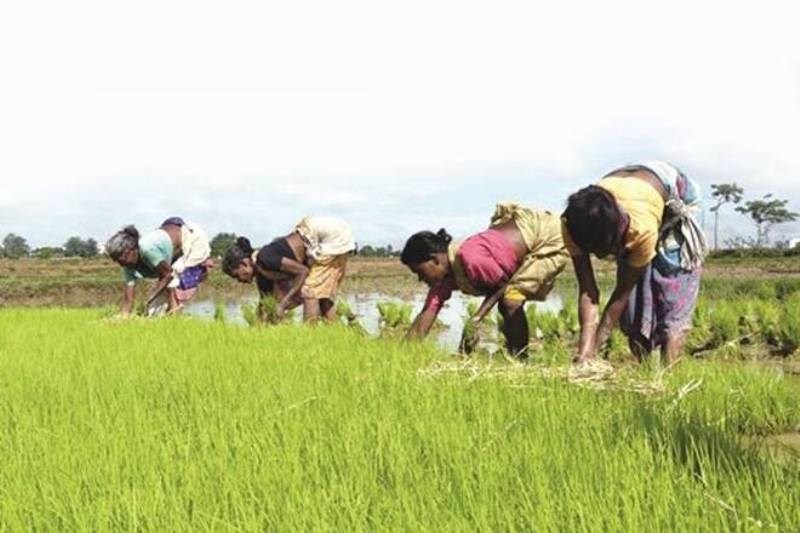 Agriculture News
