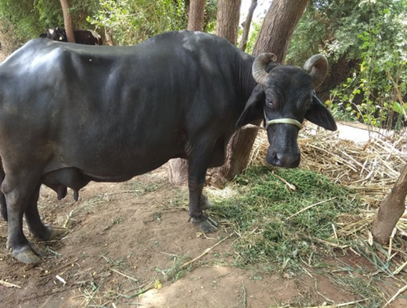 Murra Buffalo