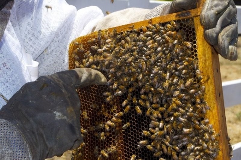 Beekeeping Business Idea