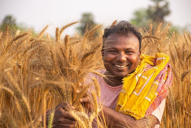 Wheat Cultivation