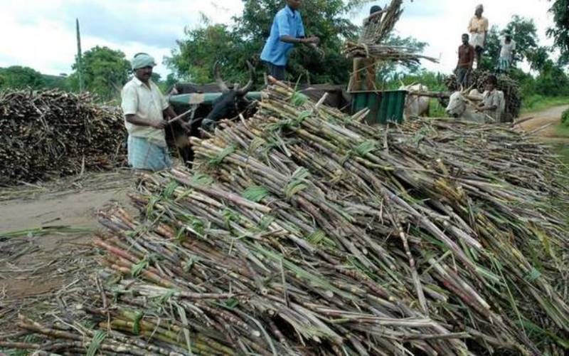 Sugarcane