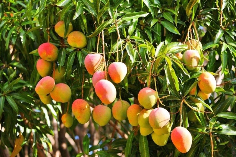 Horticulture