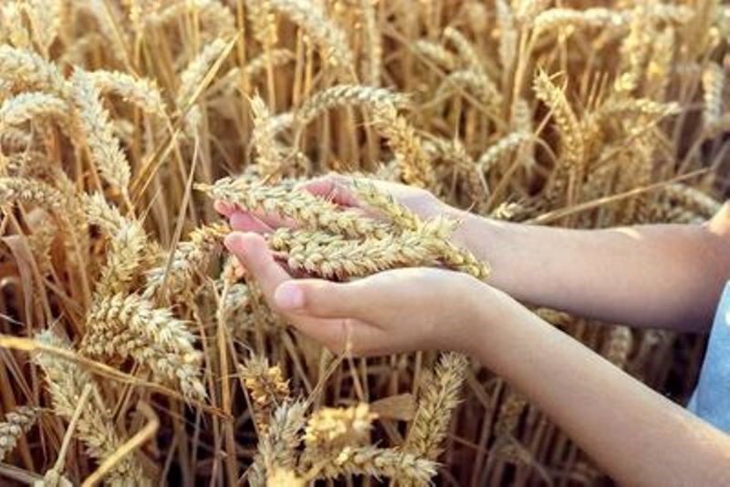 Wheat Cultivation