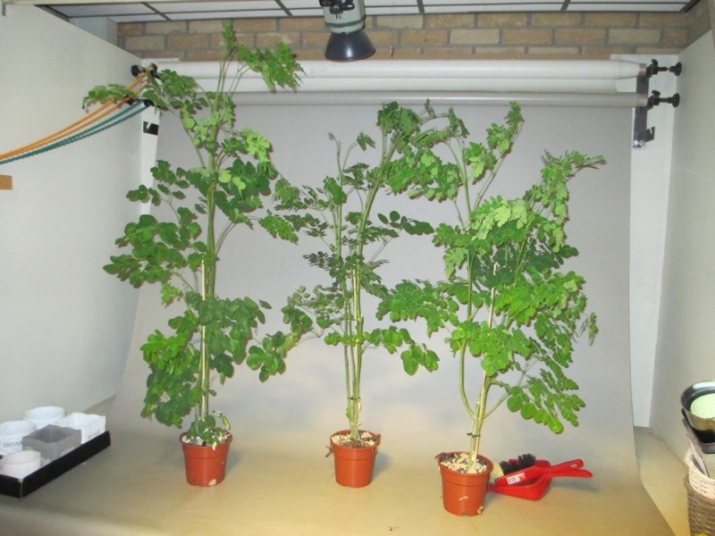 Moringa Plant