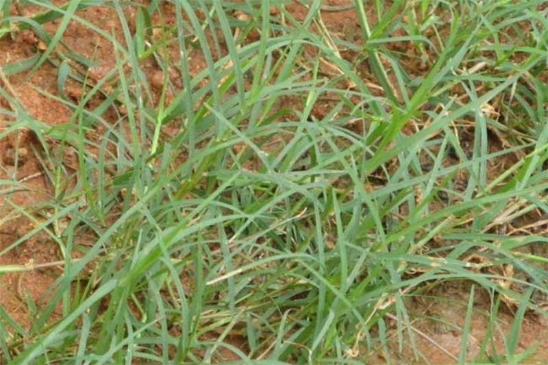 Durva Grass