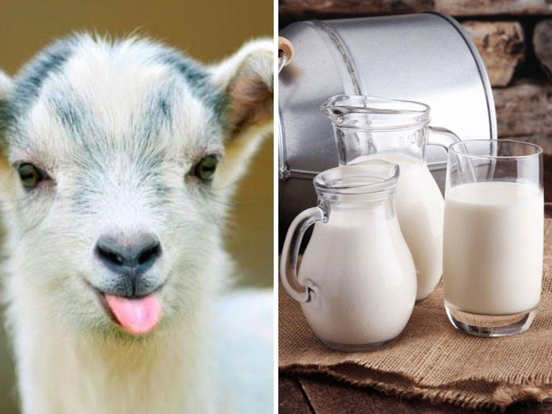 Goat Milk