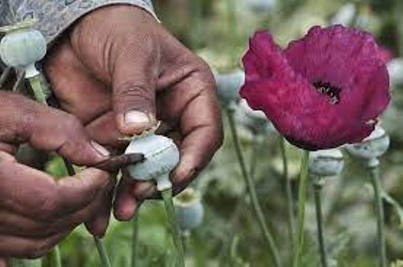 Opium Cultivation License