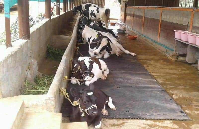 Dairy Farm Subsidy