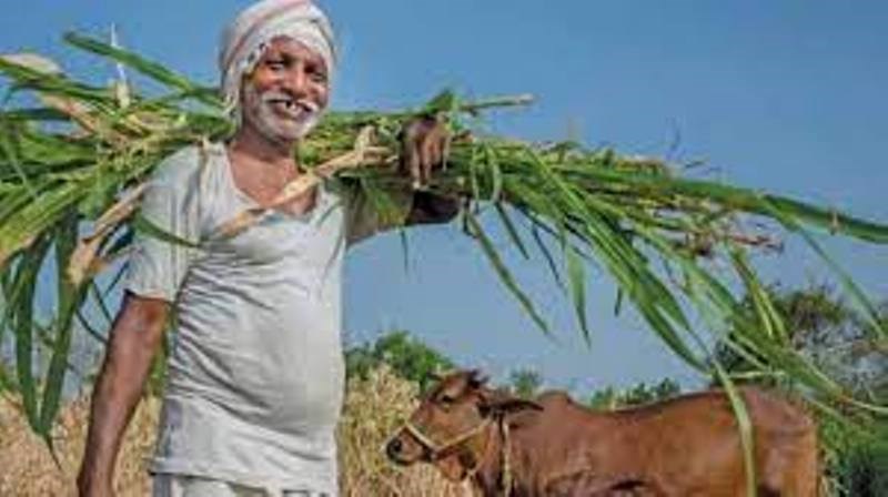 शेतीविषयक बातम्या