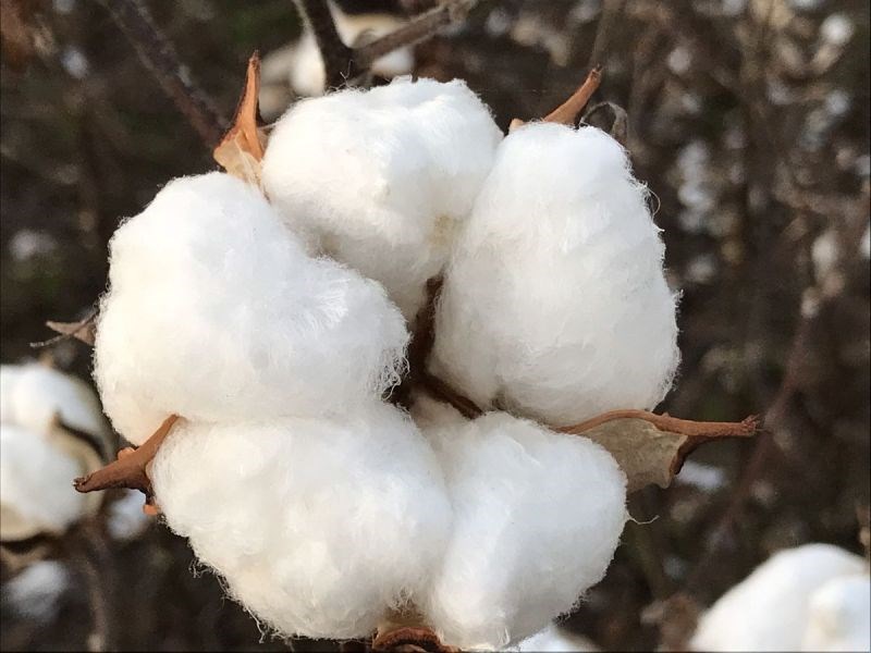 World Cotton Day