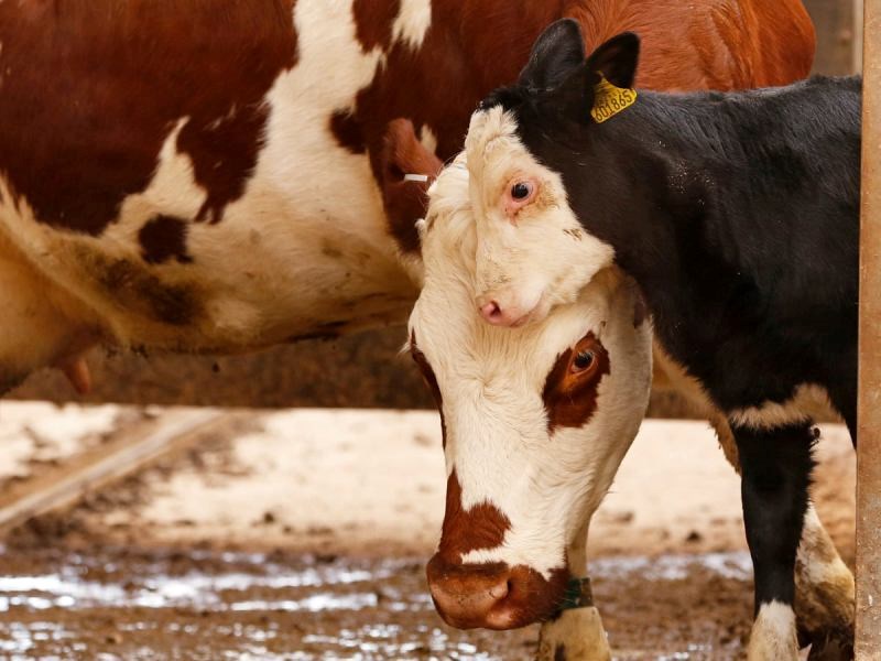 Surrogate Mother