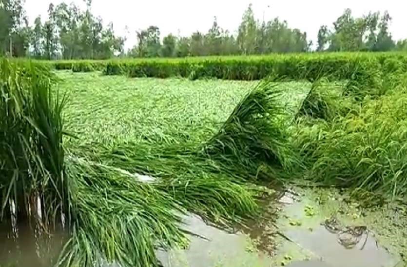 बिहार पिके
