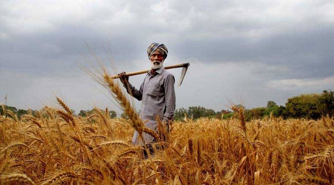 Wheat Variety