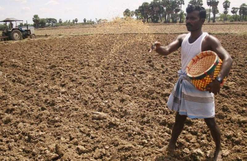 Wheat Cultivation