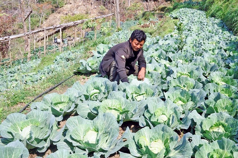फुलकोबी