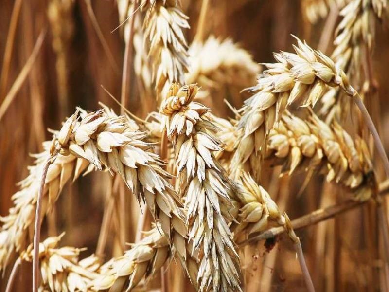 Malviya 838 Variety of Wheat