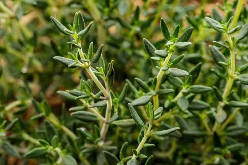 Thyme Cultivation