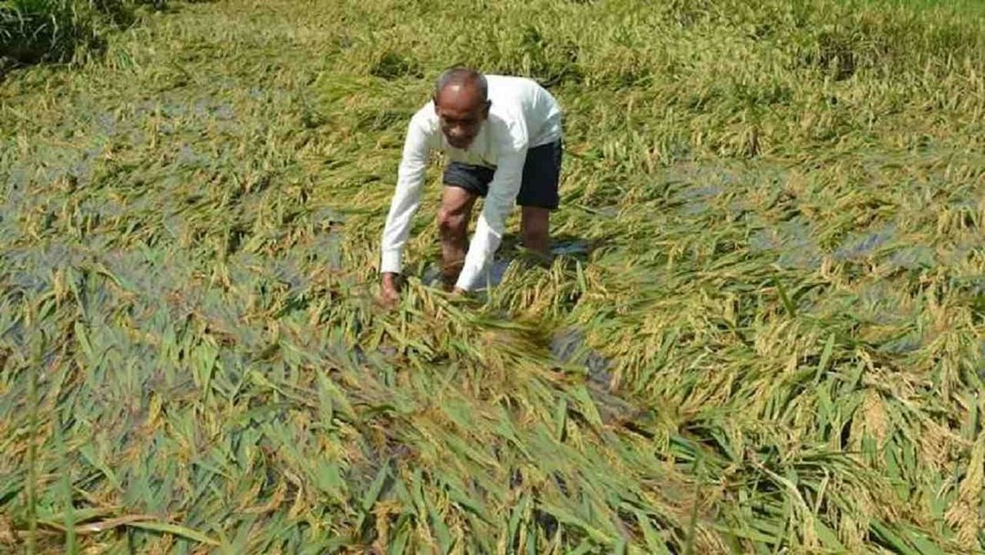 damaged crop