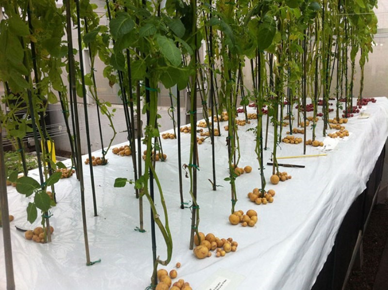 Aeroponic Technology