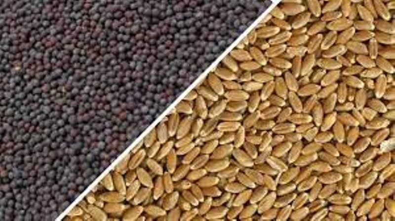 Wheat&Mustard Seed