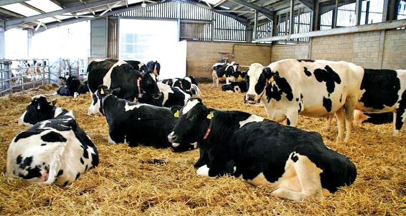 Dairy Farm Business