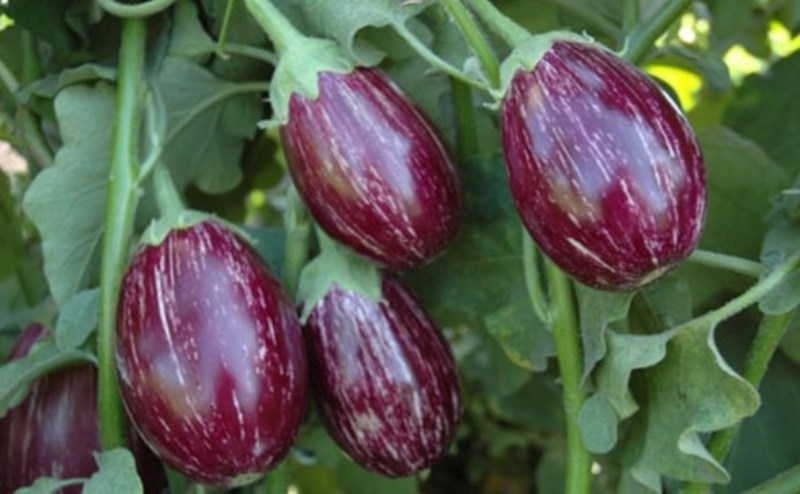 Brinjal Varieties
