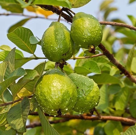 Guava