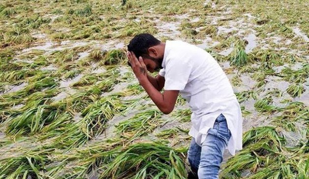 पिके नष्ट केली