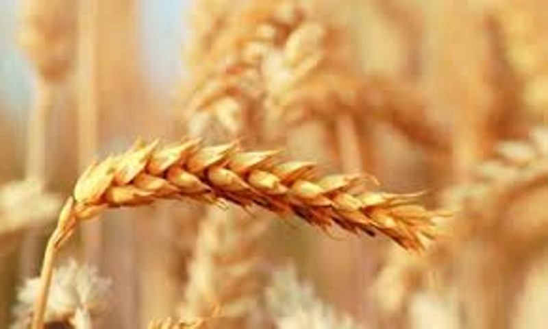 Wheat Varieties