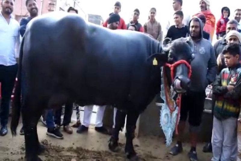 Saraswati Buffalo