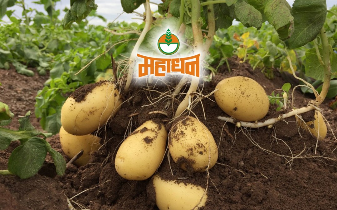 Potato