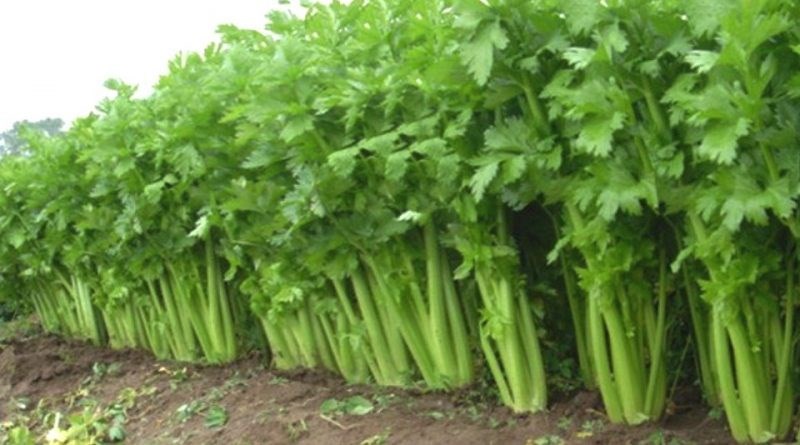 Coriander Cultivation