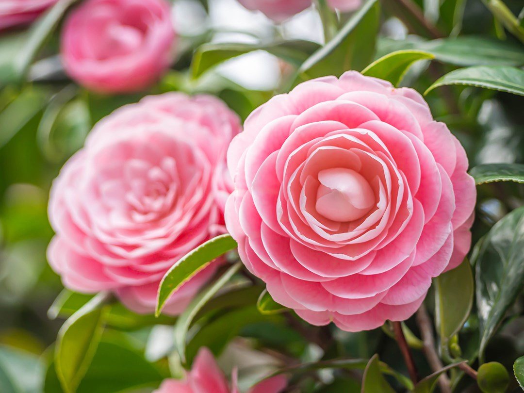 flowers during winter season