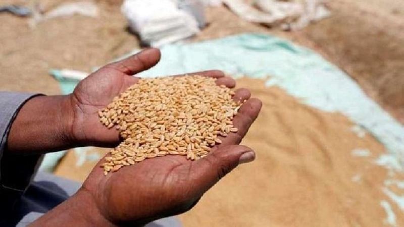 Wheat Farming