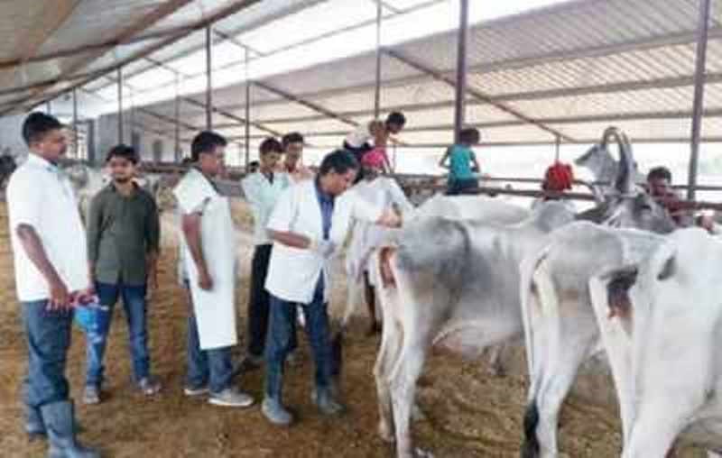 Animal Husbandry