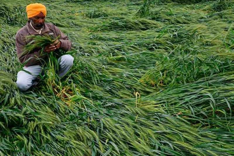 Krishi Input Anudan